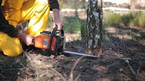 Best Arborist Consultation Services  in Dyer, TN