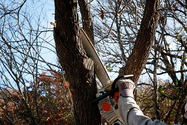 Best Tree and Shrub Care  in Dyer, TN