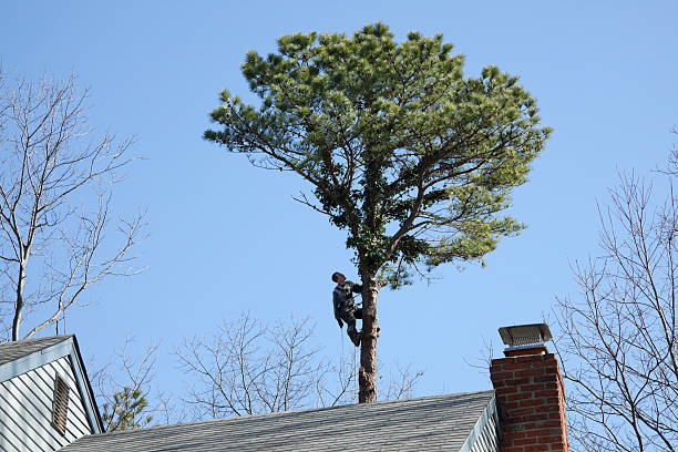 Best Root Management and Removal  in Dyer, TN