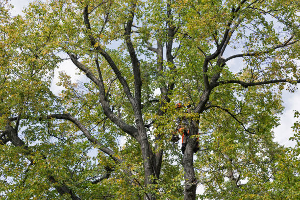 How Our Tree Care Process Works  in  Dyer, TN